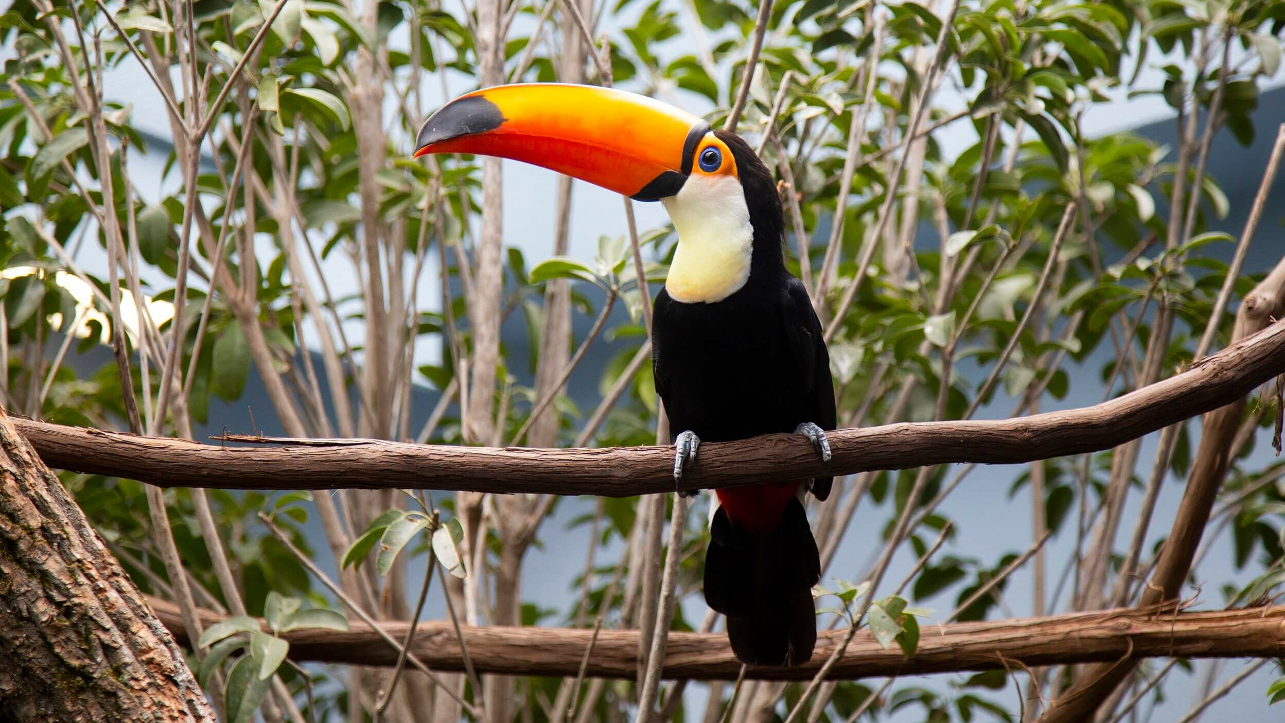 Toco Tucan perched on a branch