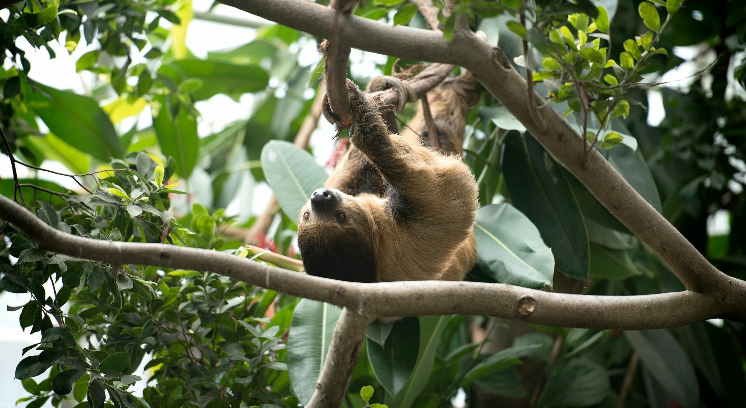 A Linnaeus's Two-toed Sloth hanging upside down on a branch