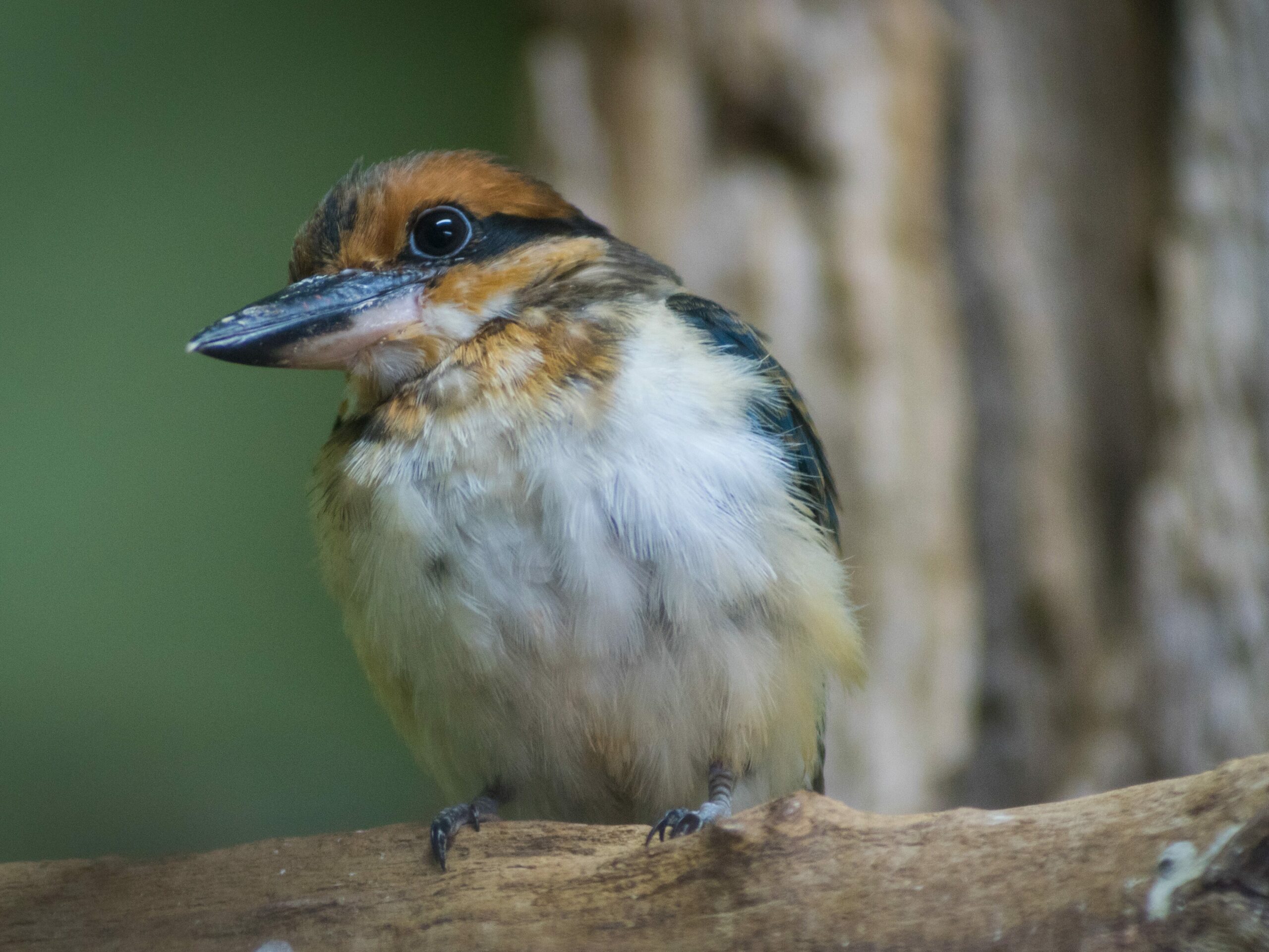 Female Guam Kingfisher perched on a branch