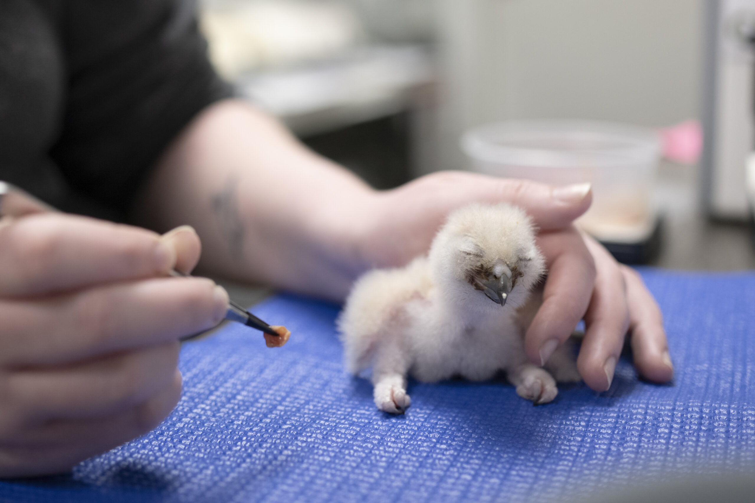 Eurasian Eagle-Owl chick being hand-fed by a National Aviary expert.