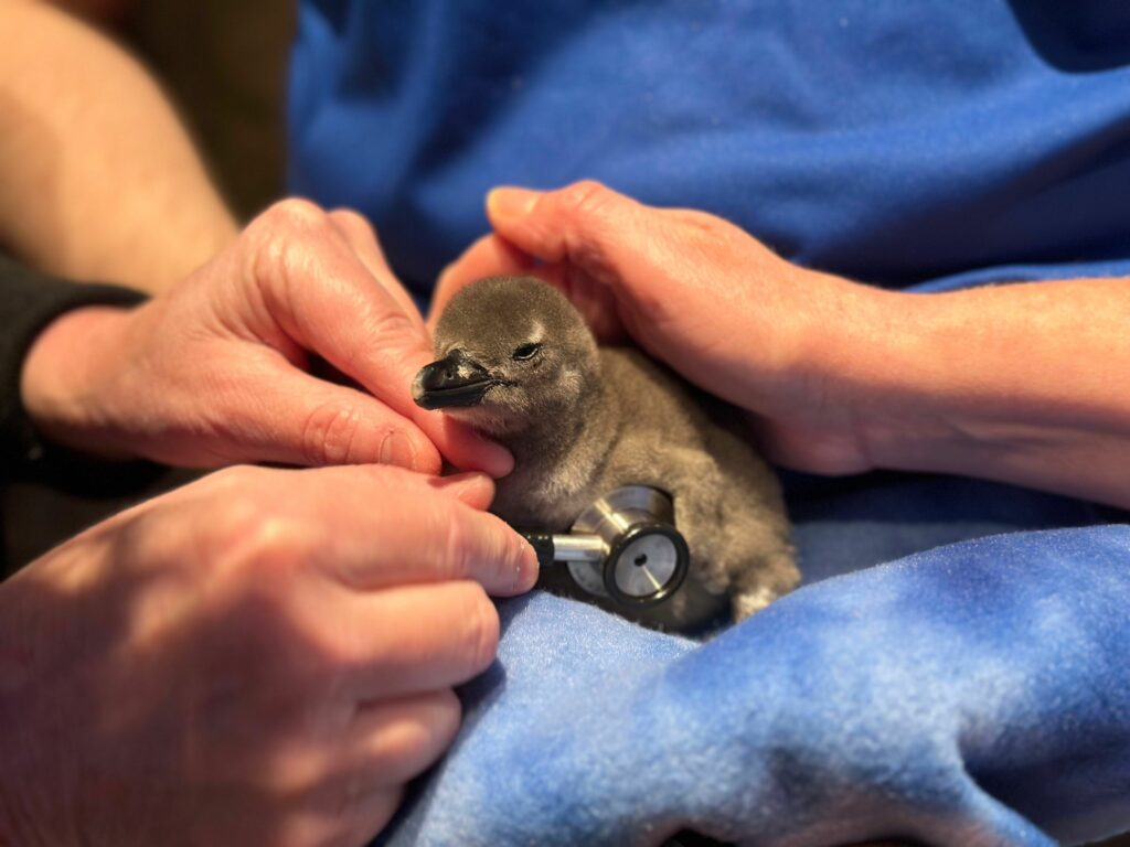 African Penguin Chick during first checkup