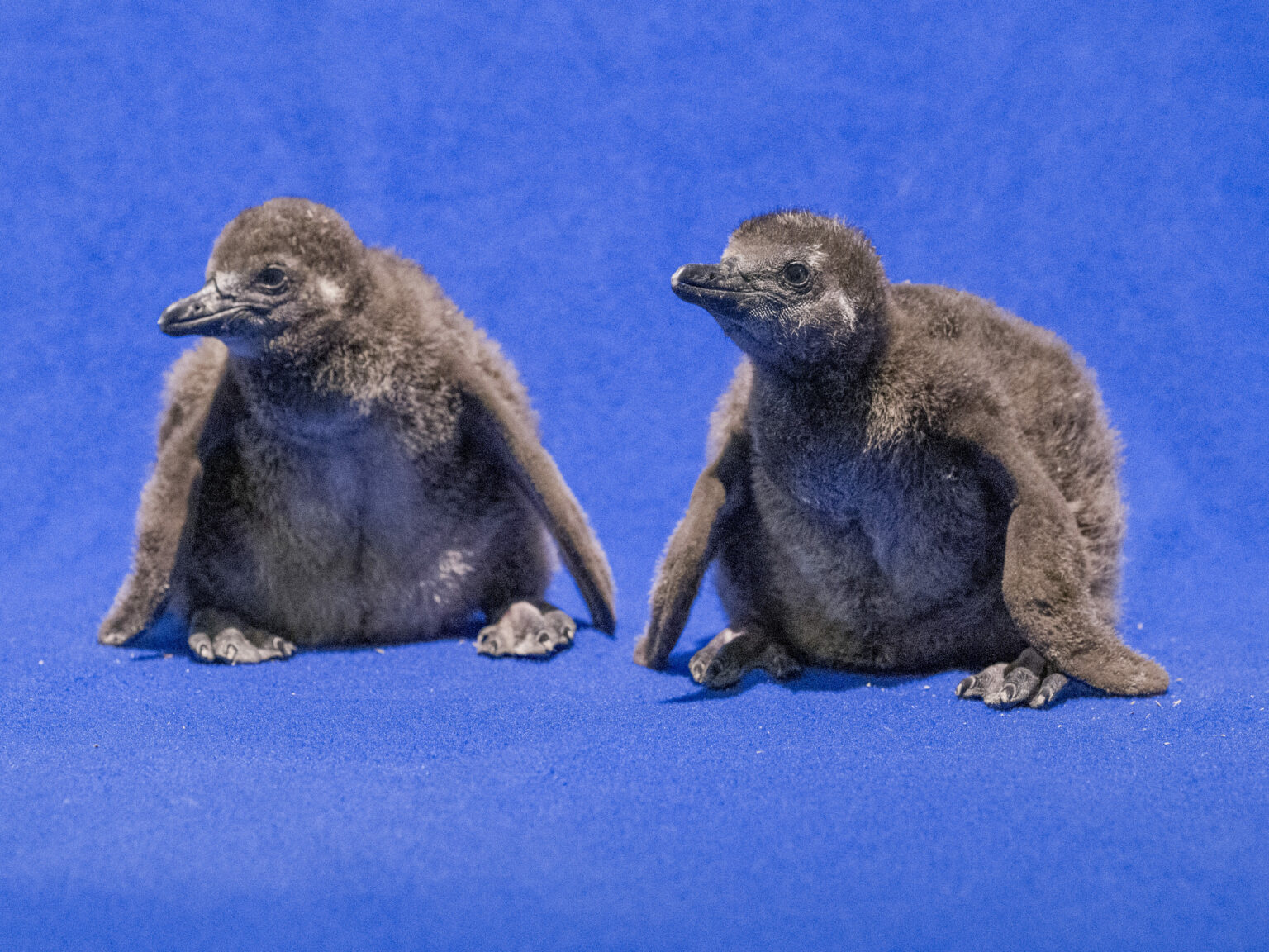 Stronger Together National Aviary