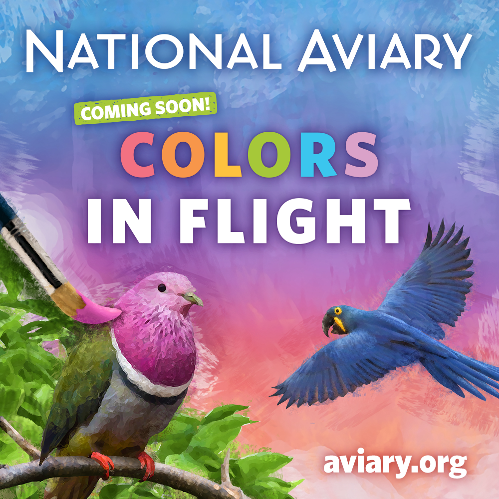 The National Aviary's new seasonal theme, Colors in Flight, coming soon!