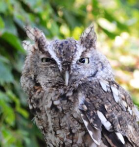 An Eastern Screech-Owl perched in front of a wall of ivy