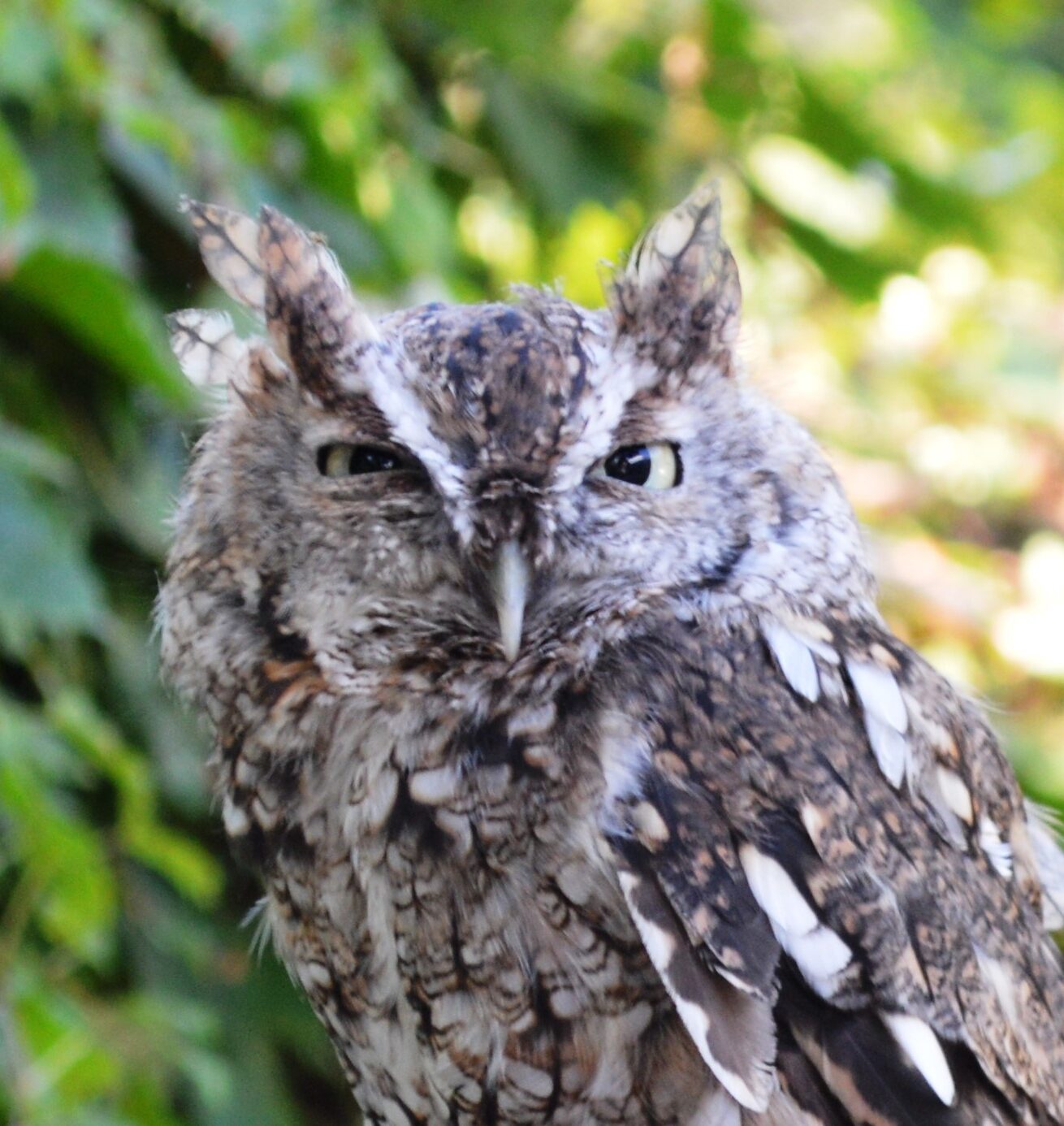 An Eastern Screech-Owl perched in front of a wall of ivy