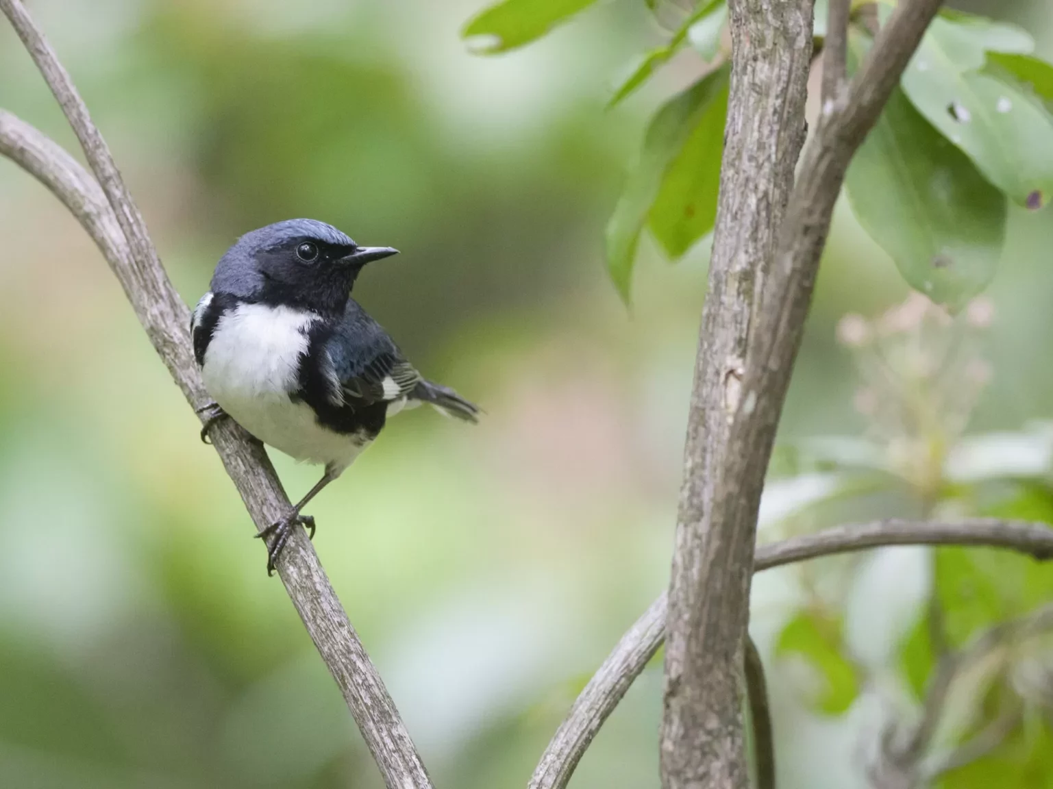 Black-throated Blue Warbler 