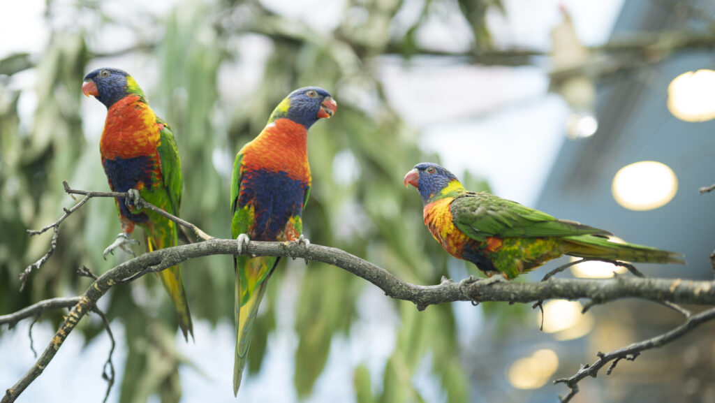 Rainbow Lorikeets sitting on a thin branch amongst trees.