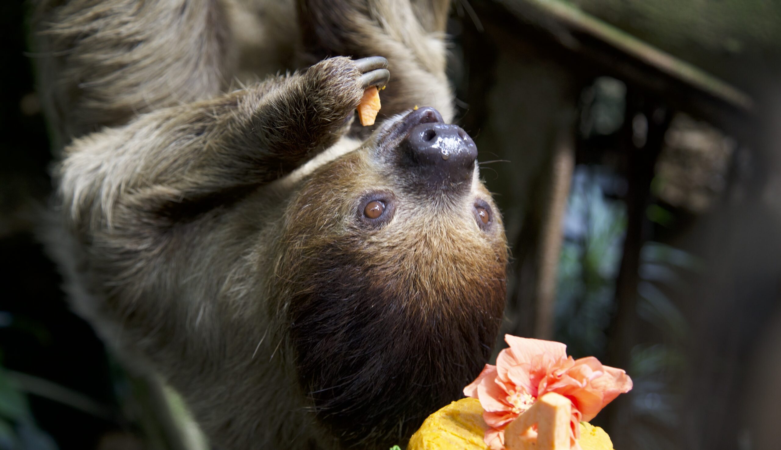 A sloth eating pureed sweet potatoes!