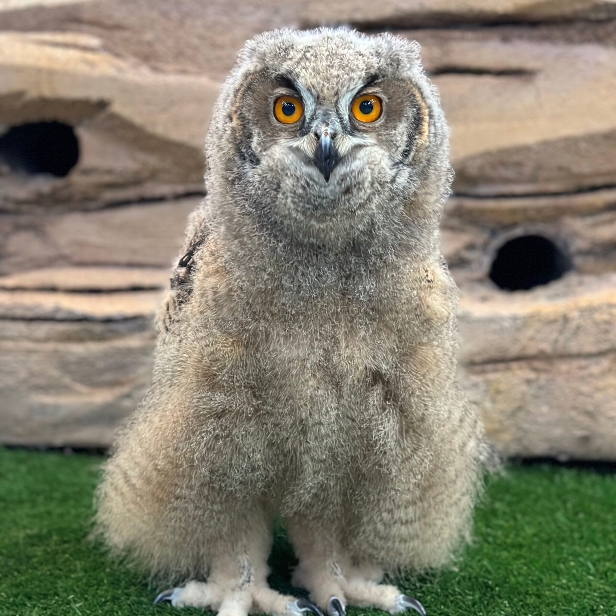 Protecting Their Future Conservation Stories Of The National Aviary