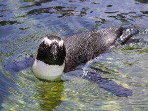 African Penguin swimming through the water