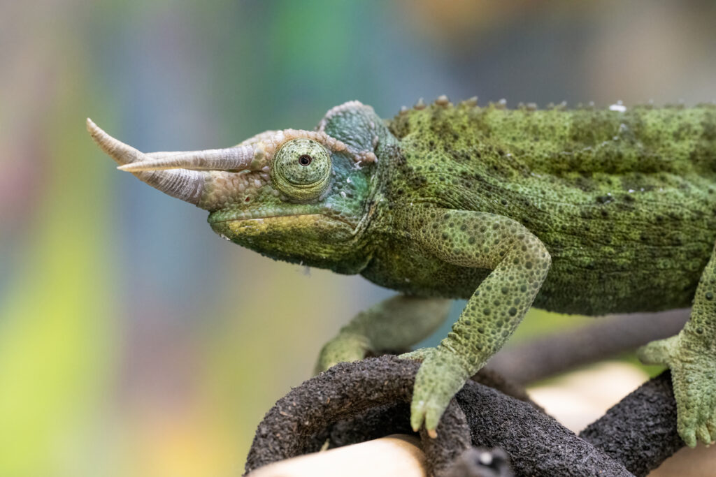 Jackson's Three-horned Chameleon on a branch