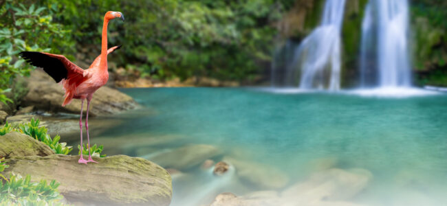 A graphic featuring a flamingo on the shoreline of a beach that is accented by a lush waterfall and rainforest.