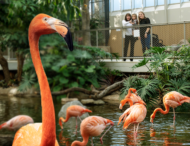 A family viewing a flock of American Flamingoes as they wade in a shallow pond. 