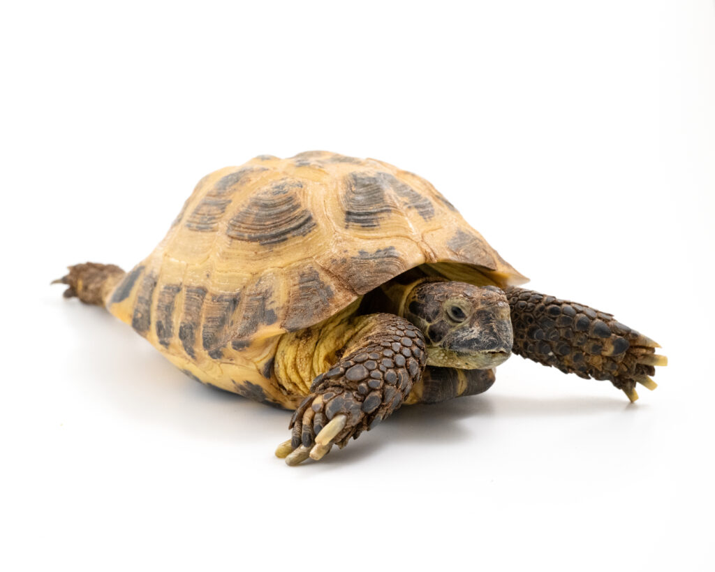 Central Asian Tortoise