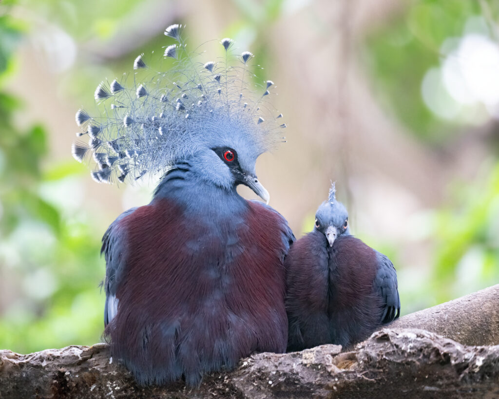 Victoria Crowned Pigeon adult female with her chick