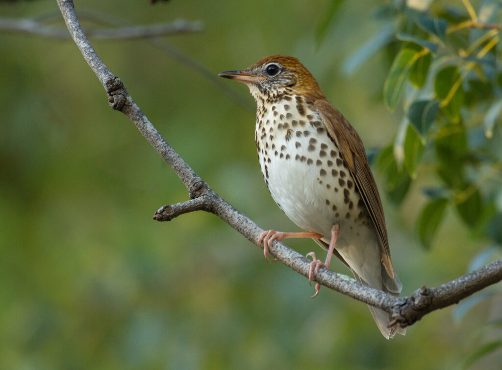 Wood Thrush, a migratory species