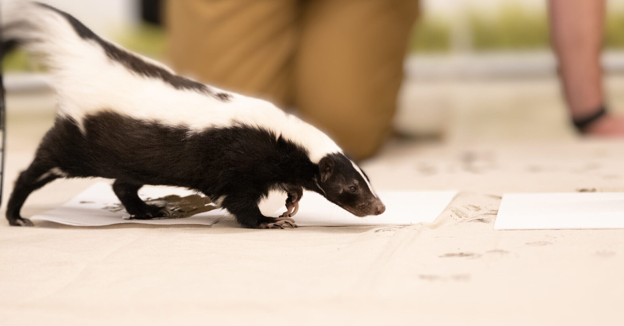 Striped Skunk Gouda walking across canvases with animal-safe paint on his paws during a Skunk Painting Encounter