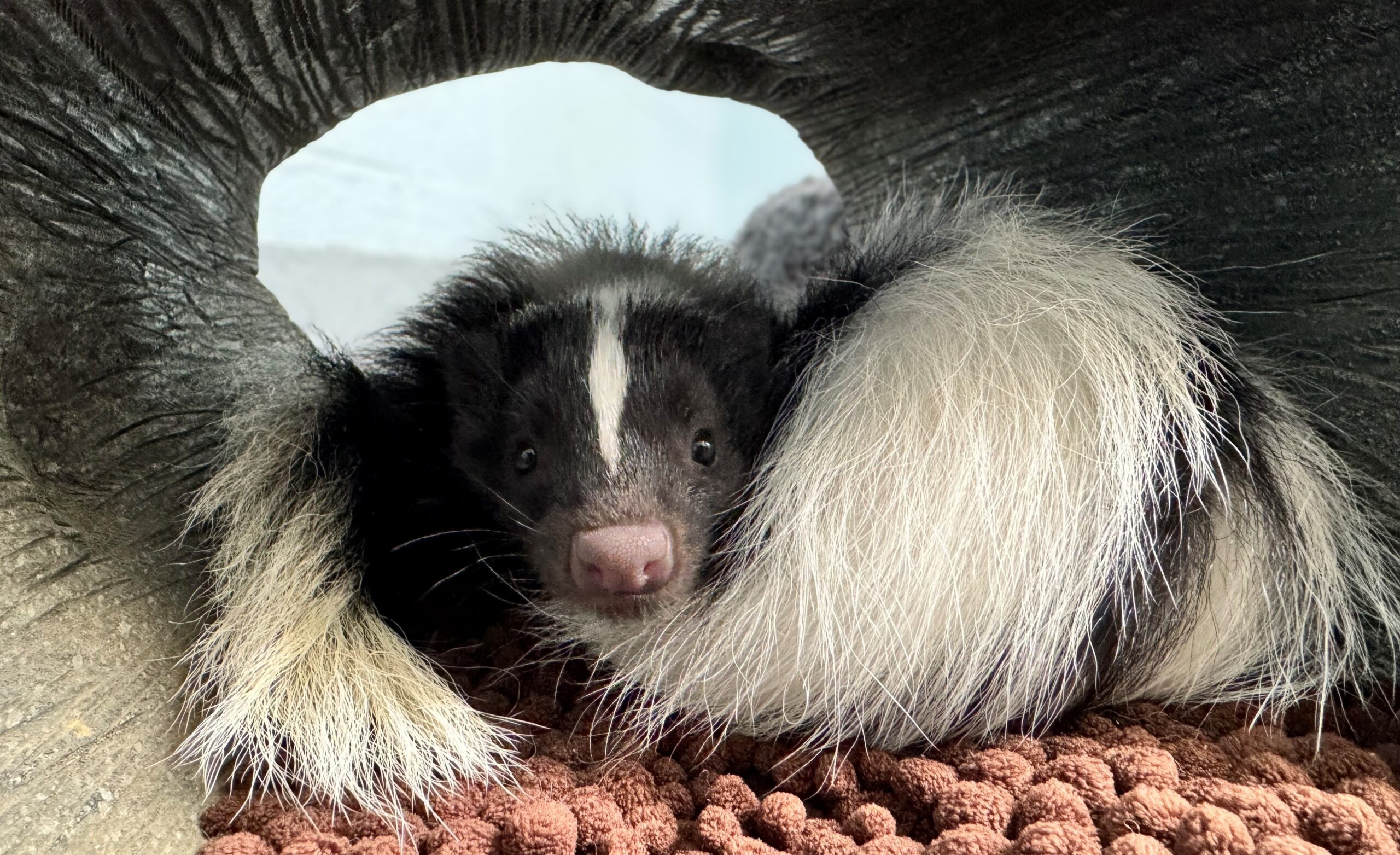 Two Striped Skunk sisters cuddling in a hollow log.