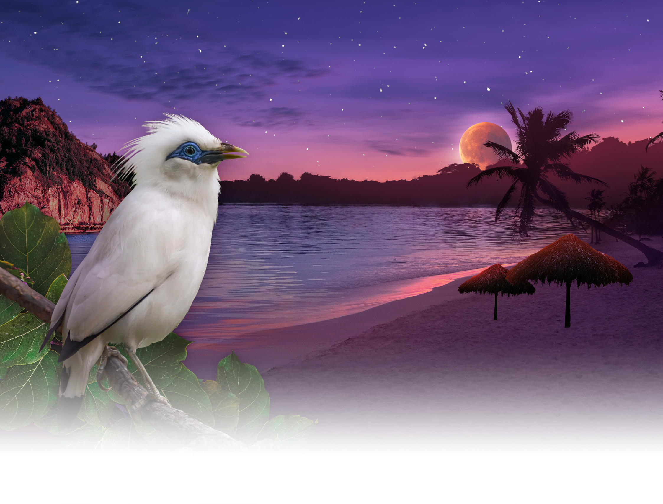 Night in the Tropics Evening in Paradise graphic featuring a Bali Myna and a beach at sunset