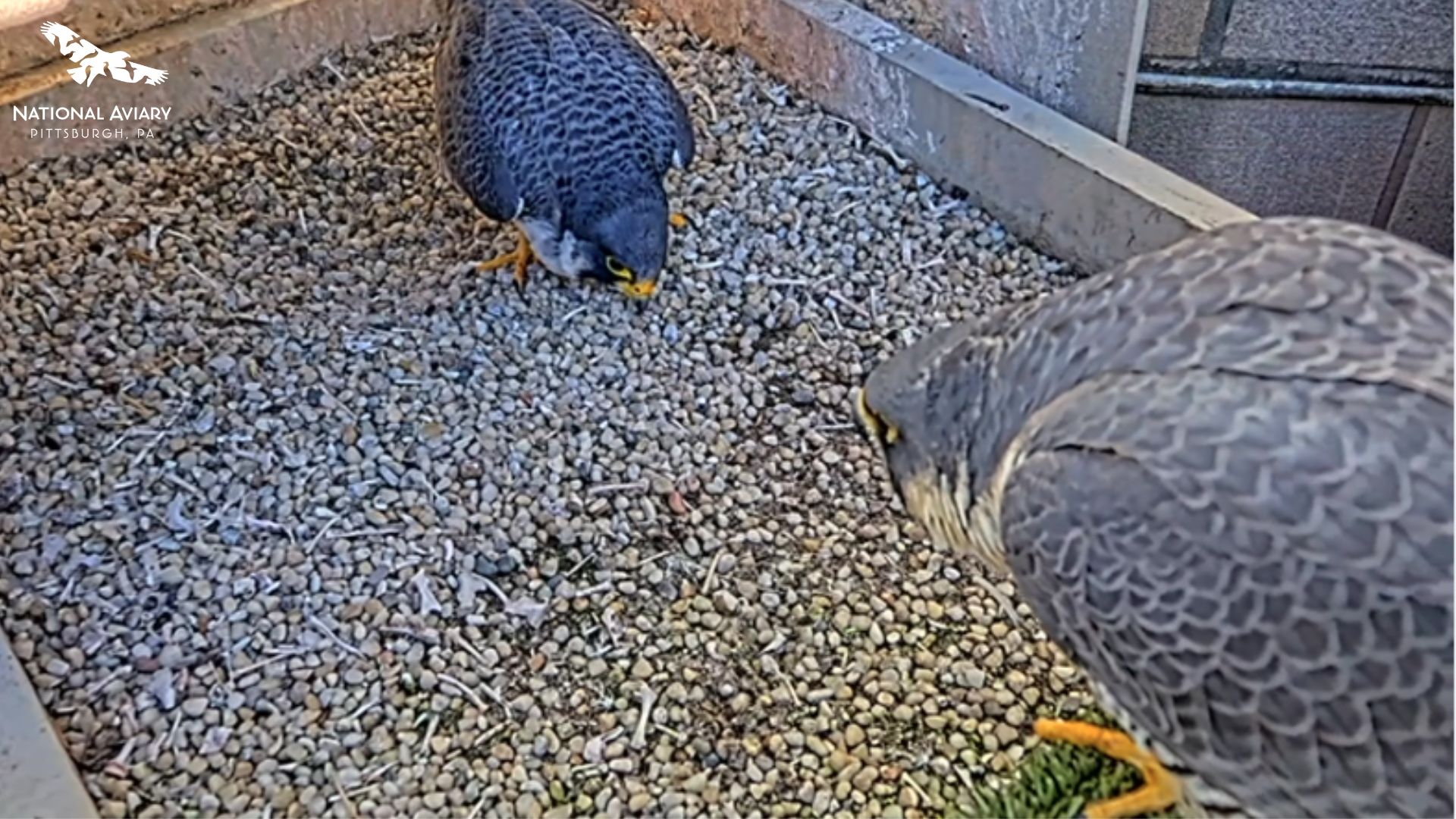 National Aviary's Peregrine FalconCam showing how the two resident Peregrines bow towards each other as part of their courtship.