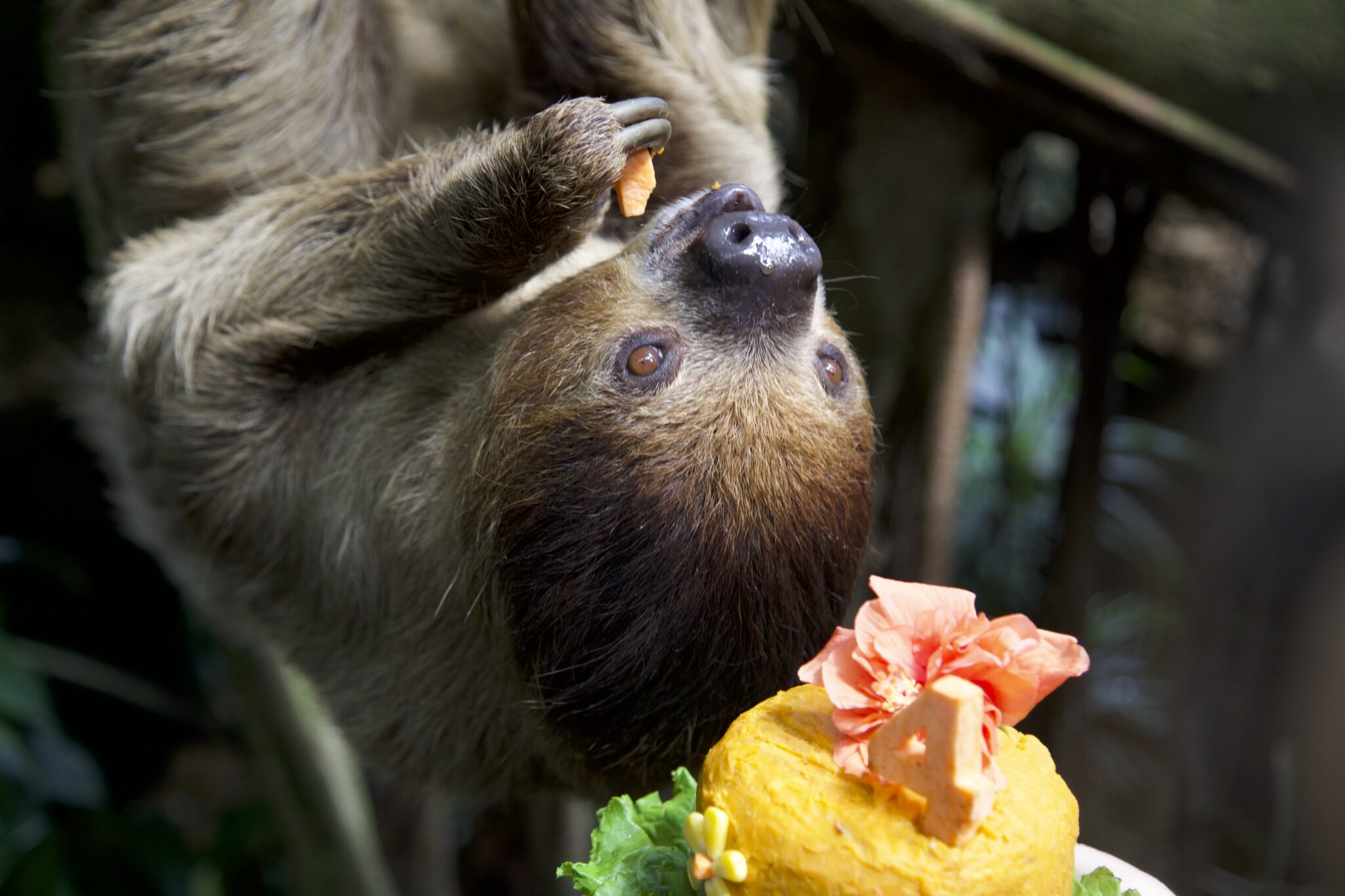 A sloth eats flower petals while hanging upside down.