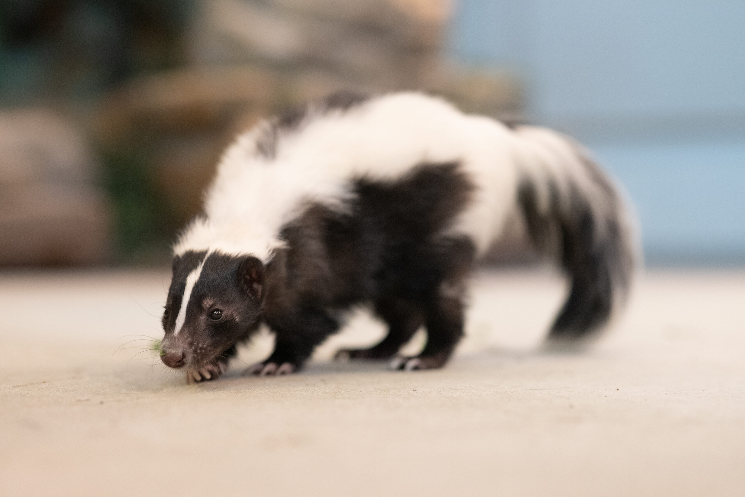 Gouda, the Striped Skunk with his nose to the ground sniffing for food.