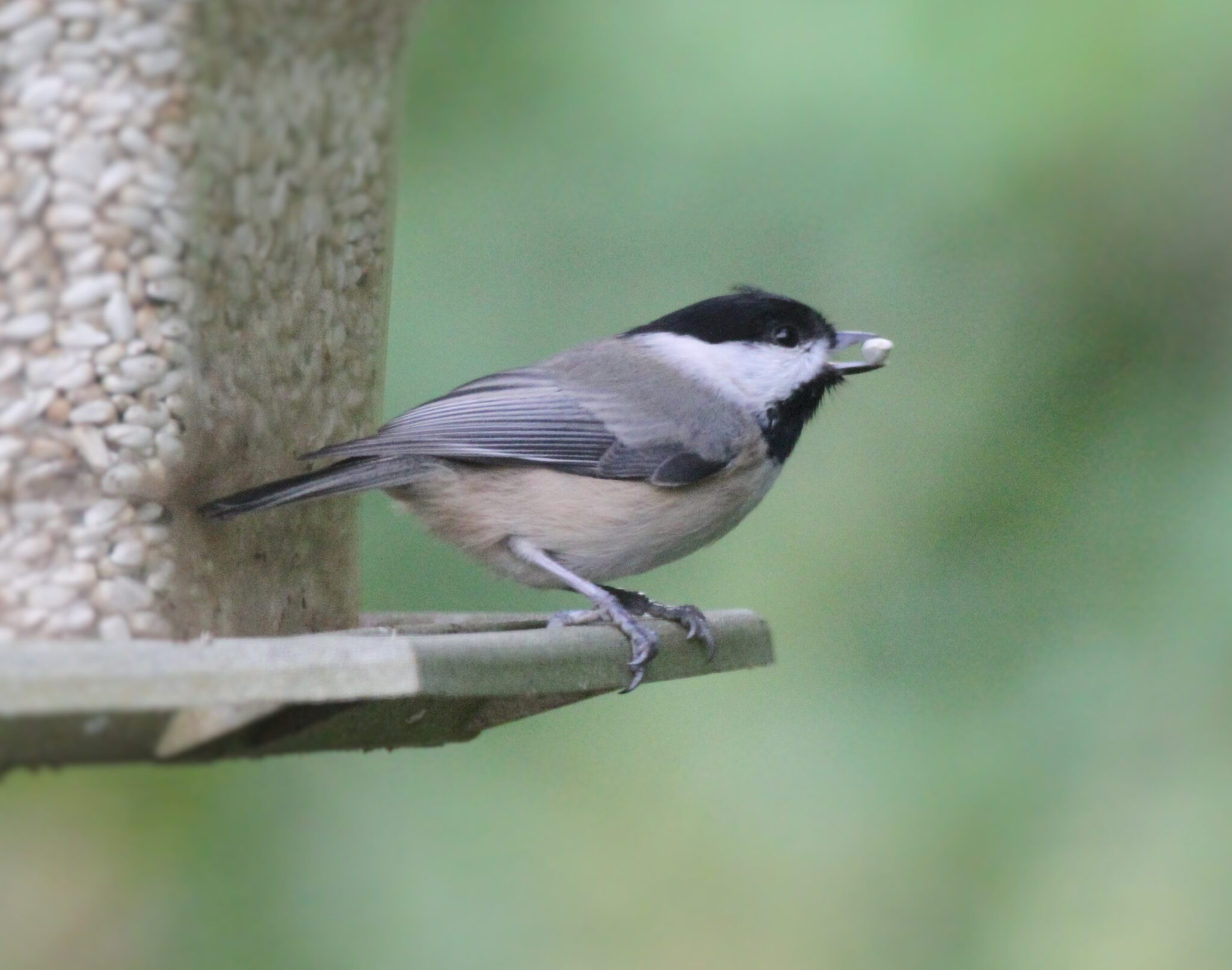 A chickadee perched on a wooden plank.