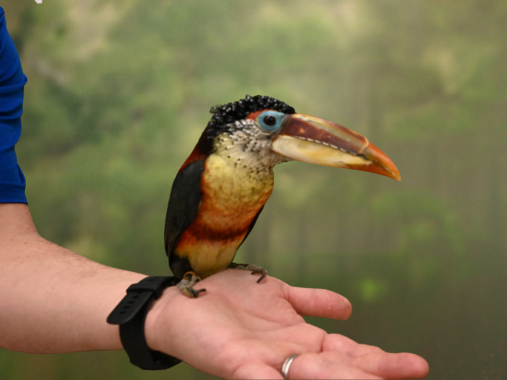 A Curl-Crested Aracari on a trainers hand practicing for Passport to Parks.