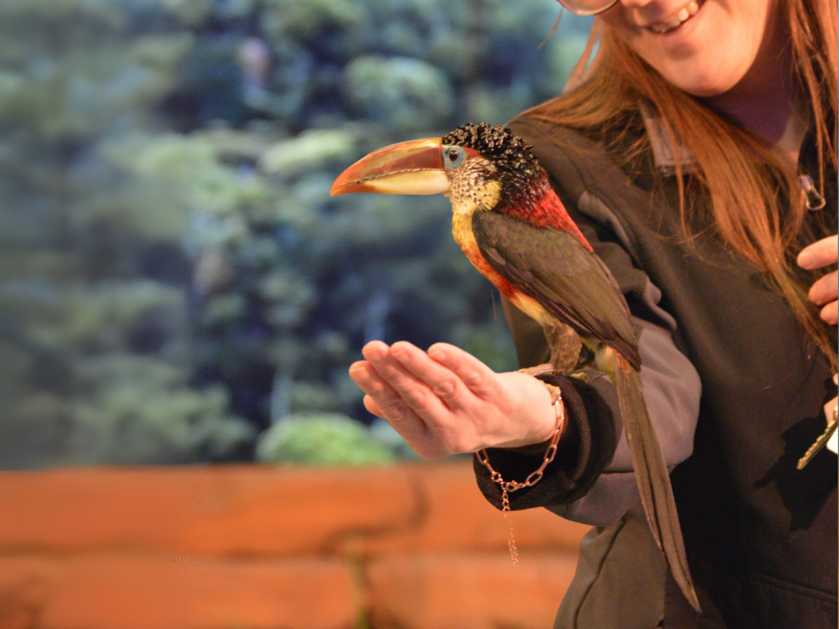 A guest with their arm outstretched as a small toucan lands gently on their hand to eat a blueberry!