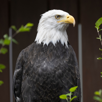 A closeup of a Bald Eagle