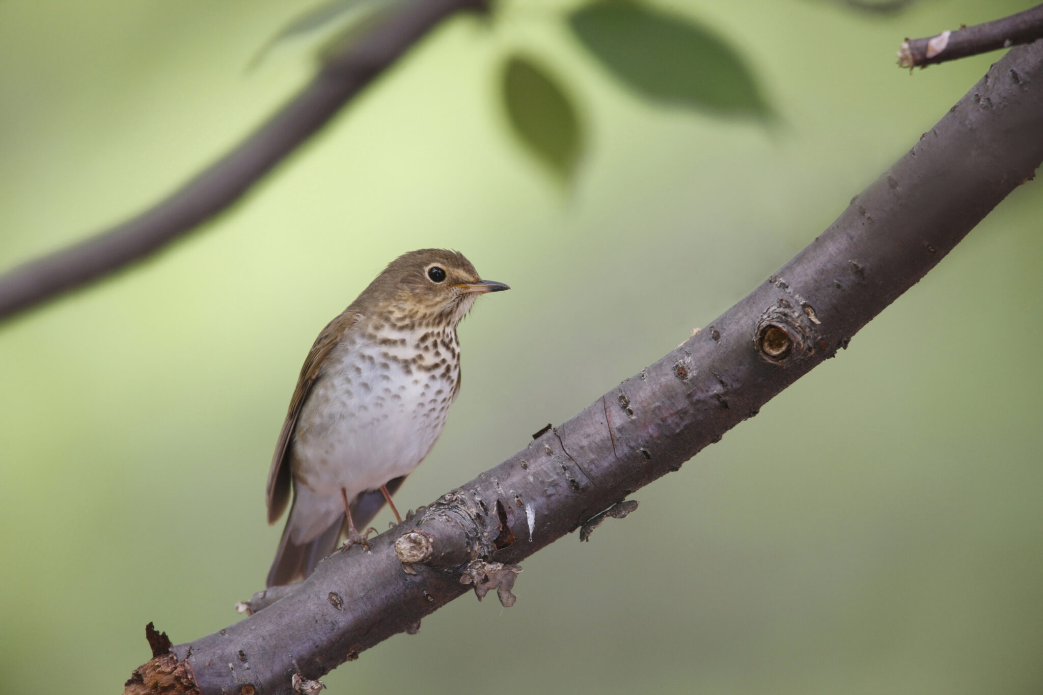 Swainson's Thrush