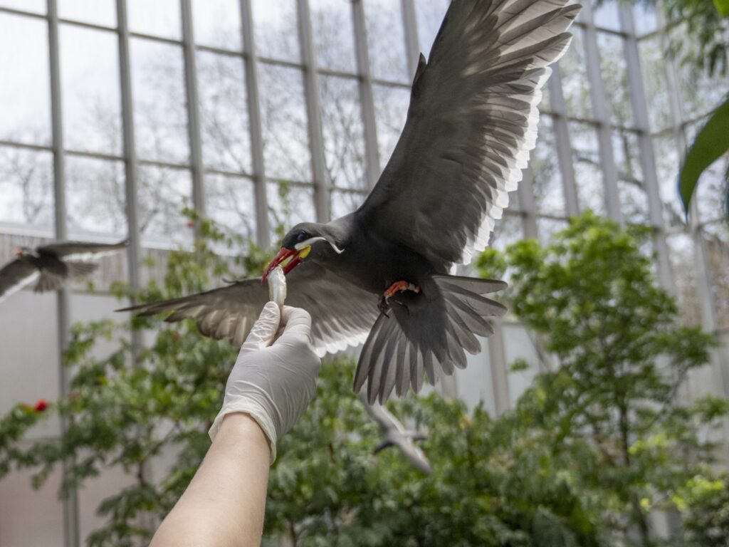 An Inca Tern snagging a fish from an expert's hand while in-flight.