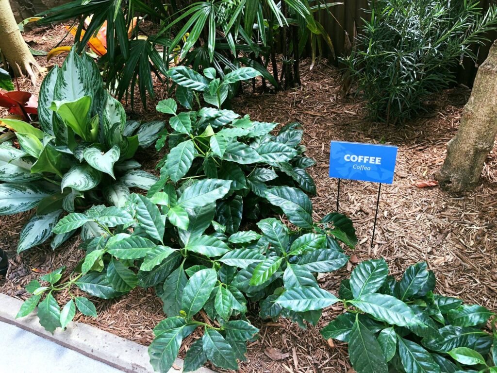 Coffee plants in Tropical Rainforest habitat