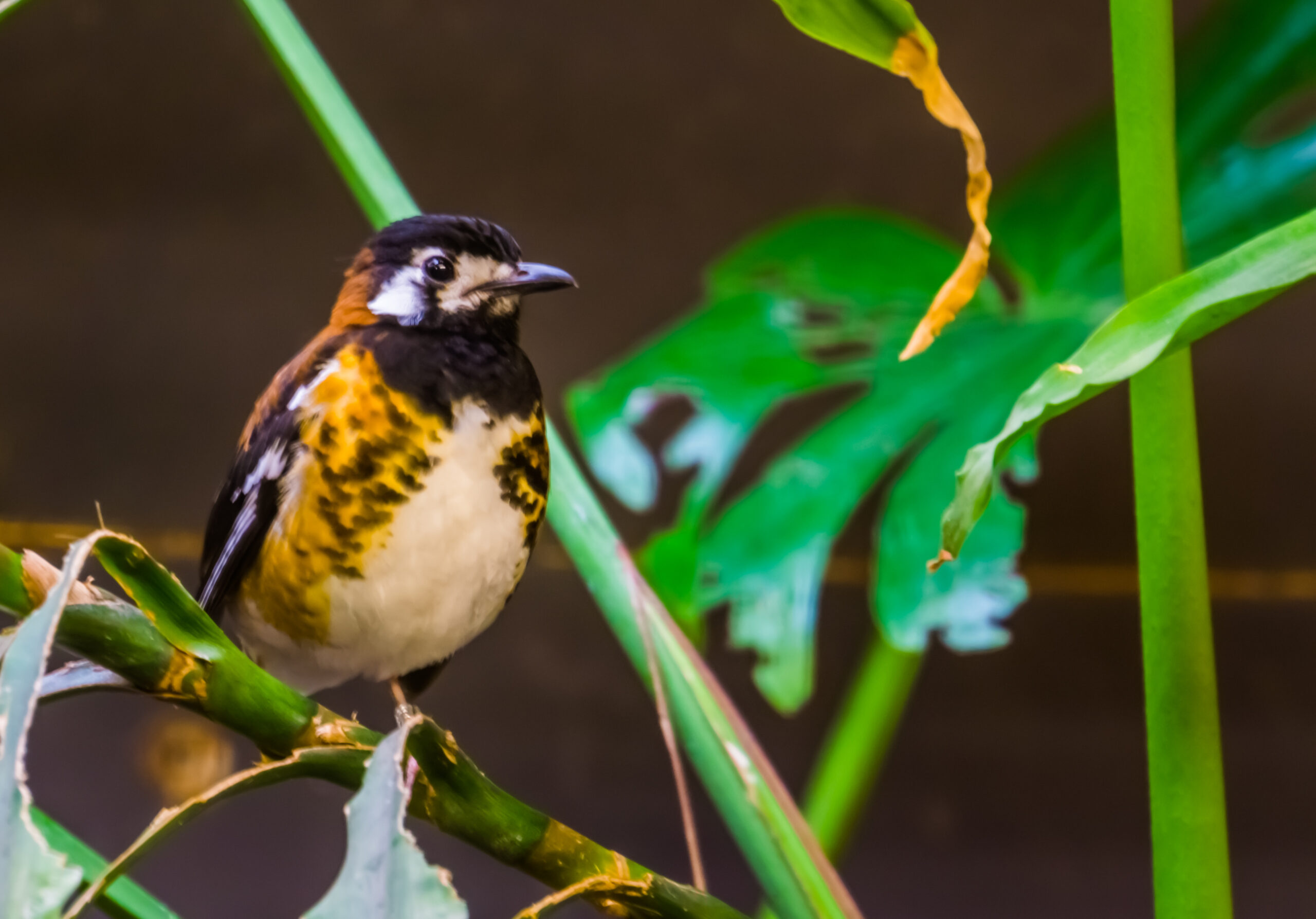A Chestnut-backed Thrush