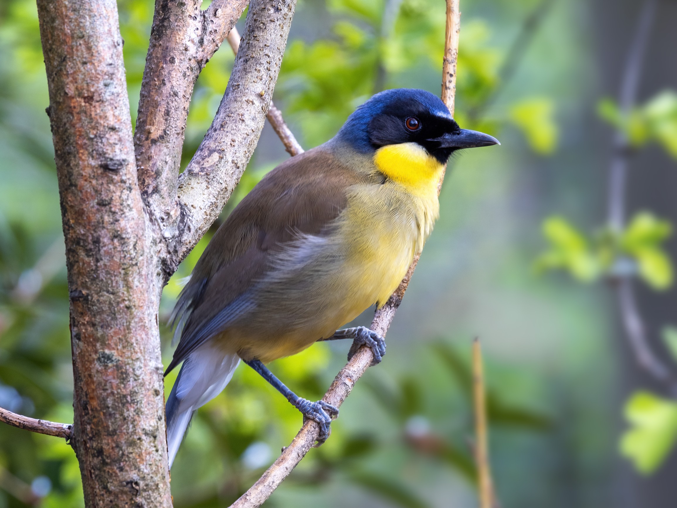 Blue-crowned Laughingthrush perched on a tree.