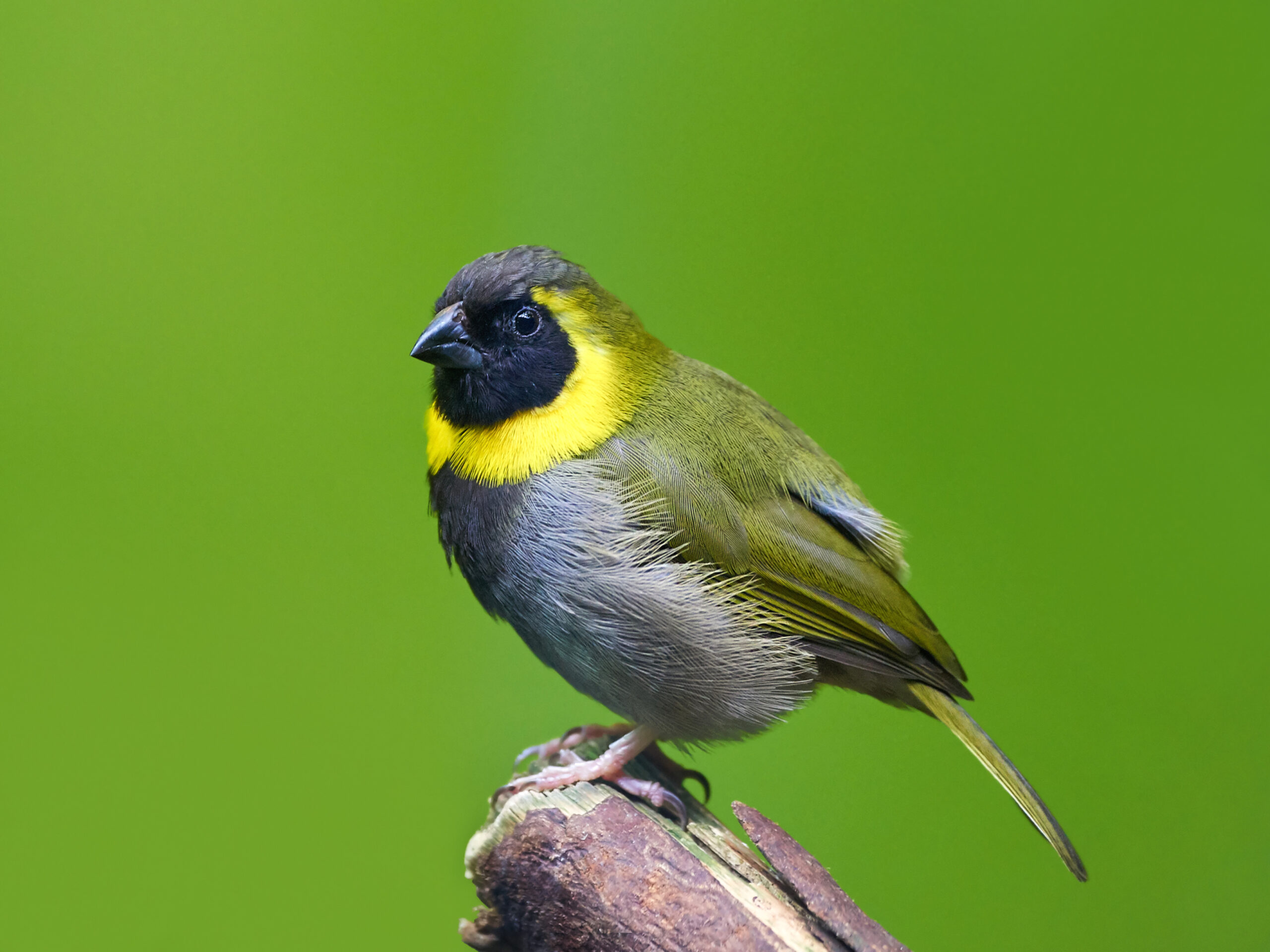 A male Cuban Grassquit perched on the very edge of a broken log.