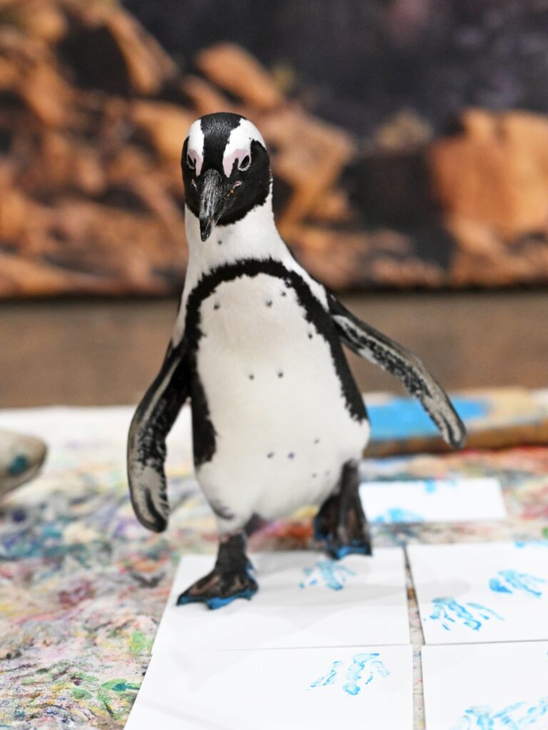 A penguin waddling across a canvas, leaving footprints in its wake using animal-safe paint during a Penguin Painting Encounter.