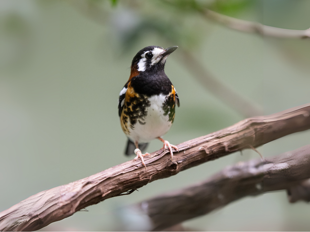 Chestnut-backed Thrush