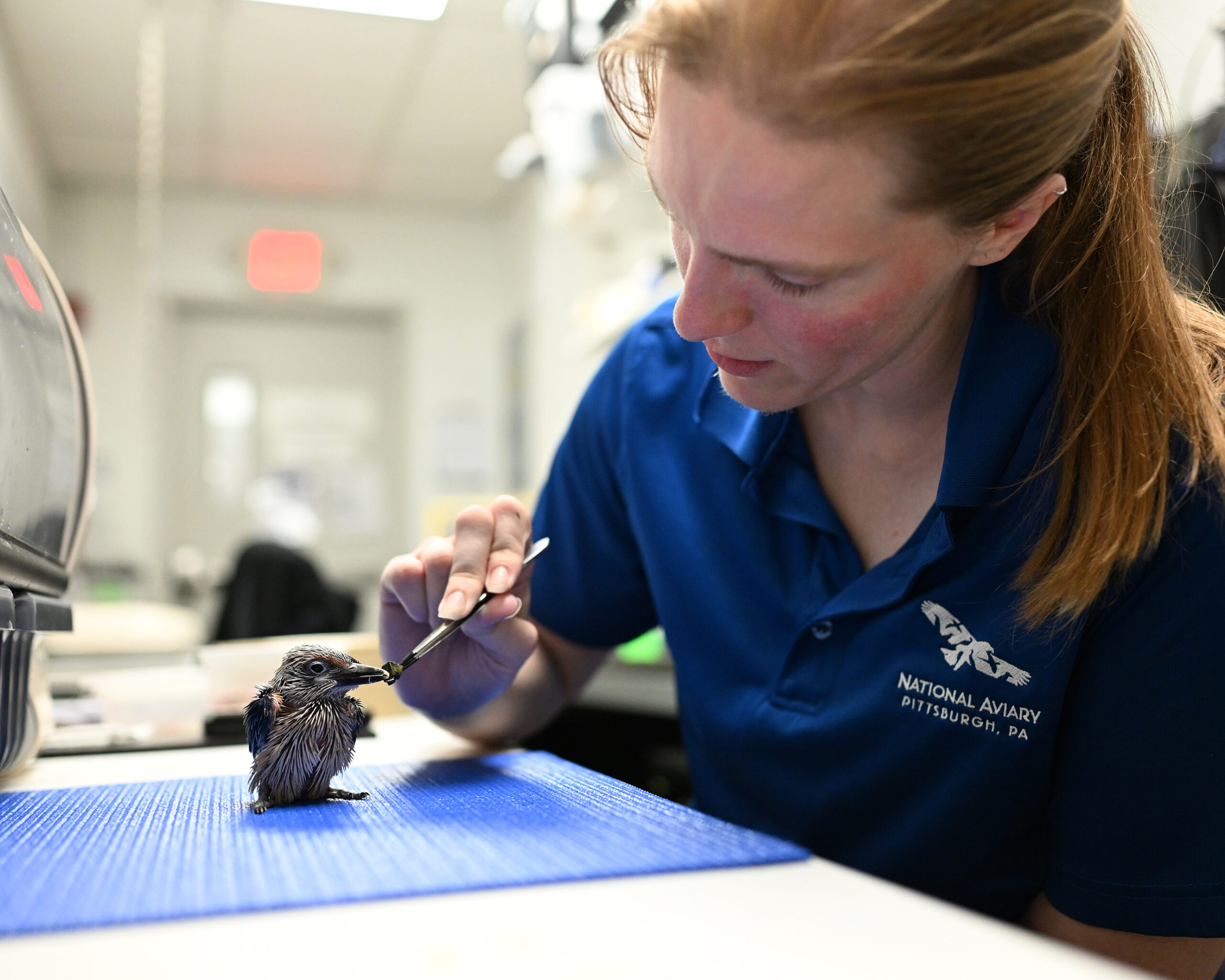 Brianna Crane gently handfeeding a Guam Kingfisher juvenile.