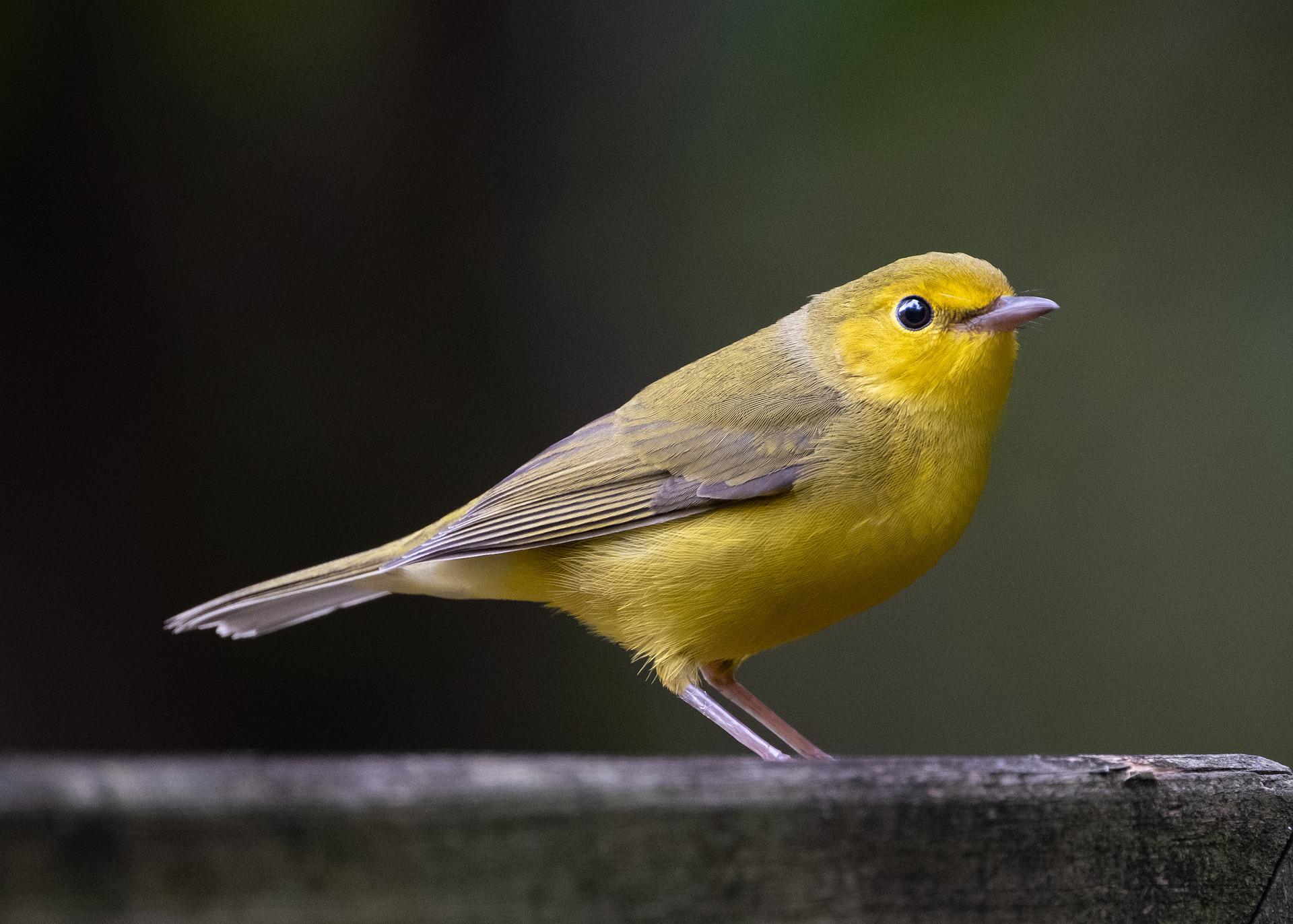 A Hooded Warbler