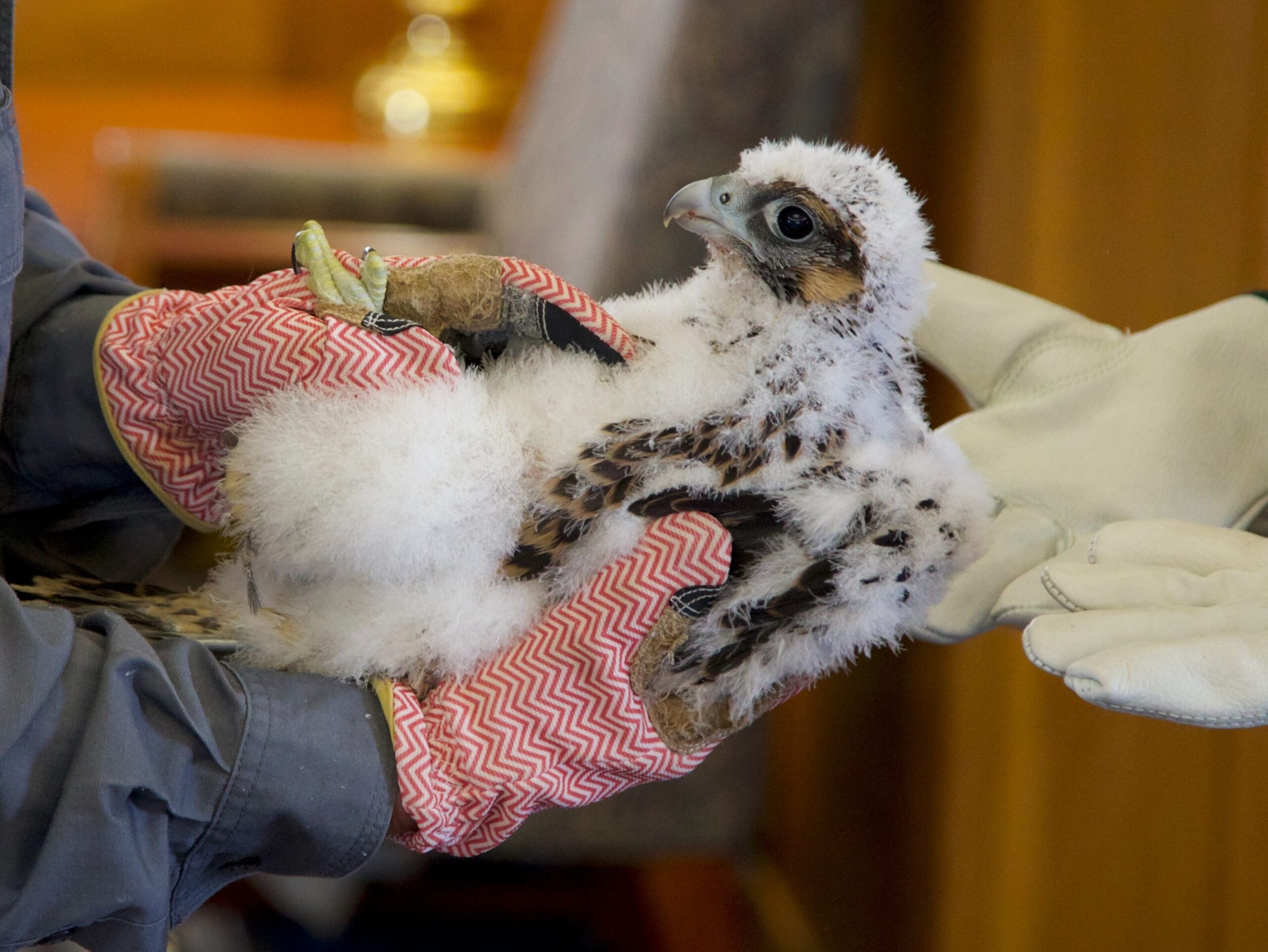 A Peregrine Falcon chick during a gentle banding process.