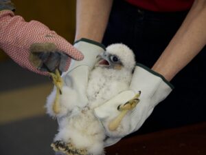 A Peregrine Falcon chick during a gentle banding process.
