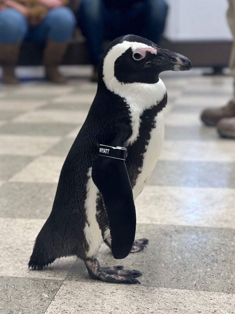 Close up of a penguin during a Penguin Painting Encounter