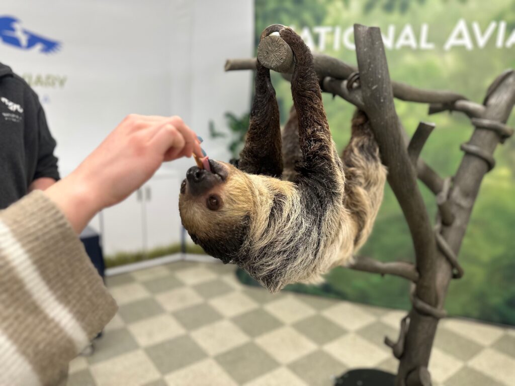 A guests hand-feeding sweet potato to a sloth.