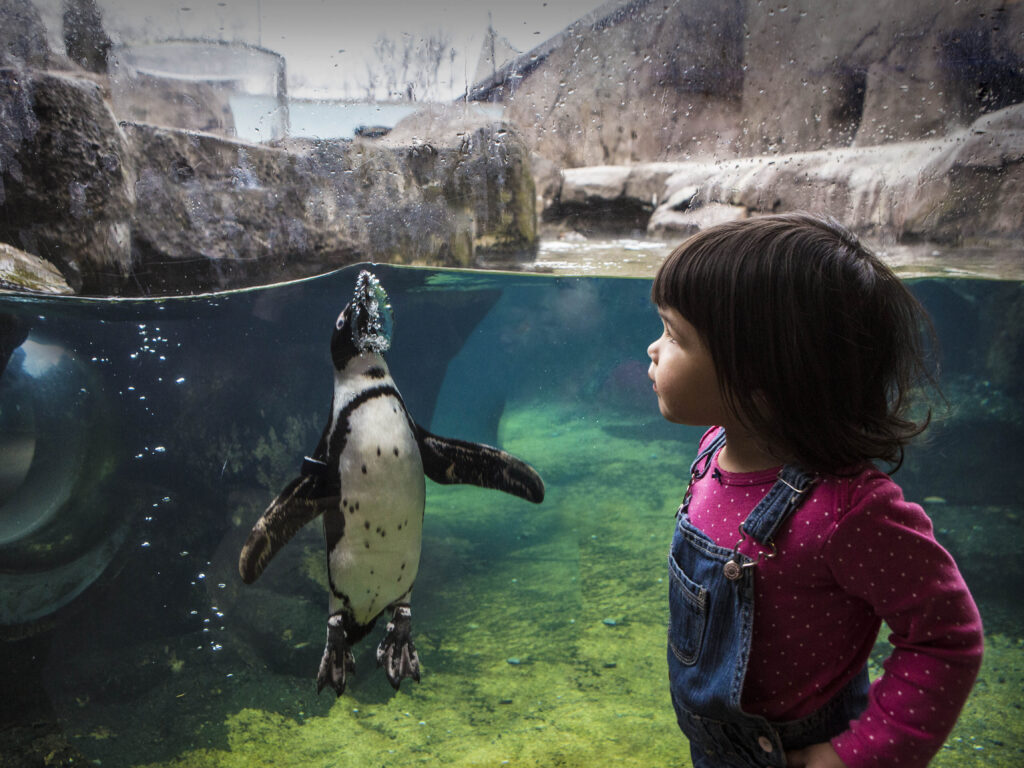 African Penguin Awareness Day