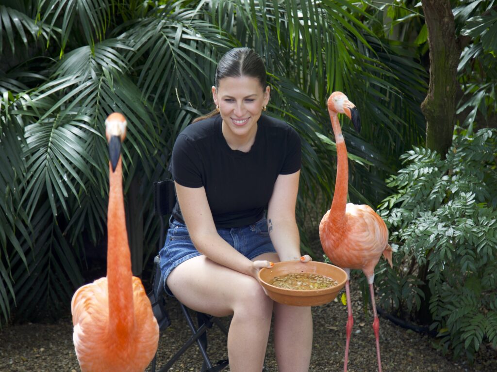 A guest feeding two American Flamingoes.