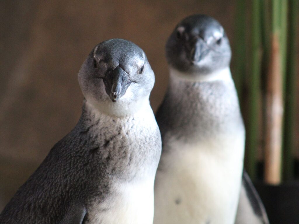 Two African Penguin Juveniles