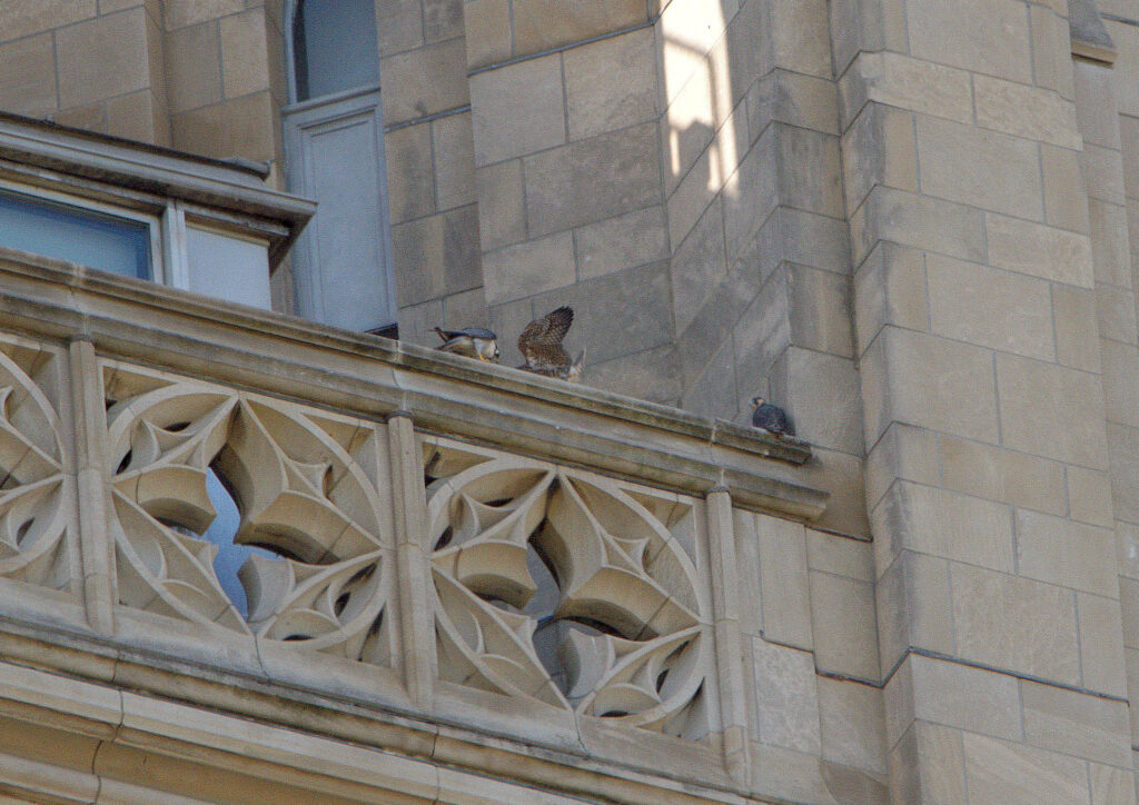 Three Peregrine Falcon Juveniles