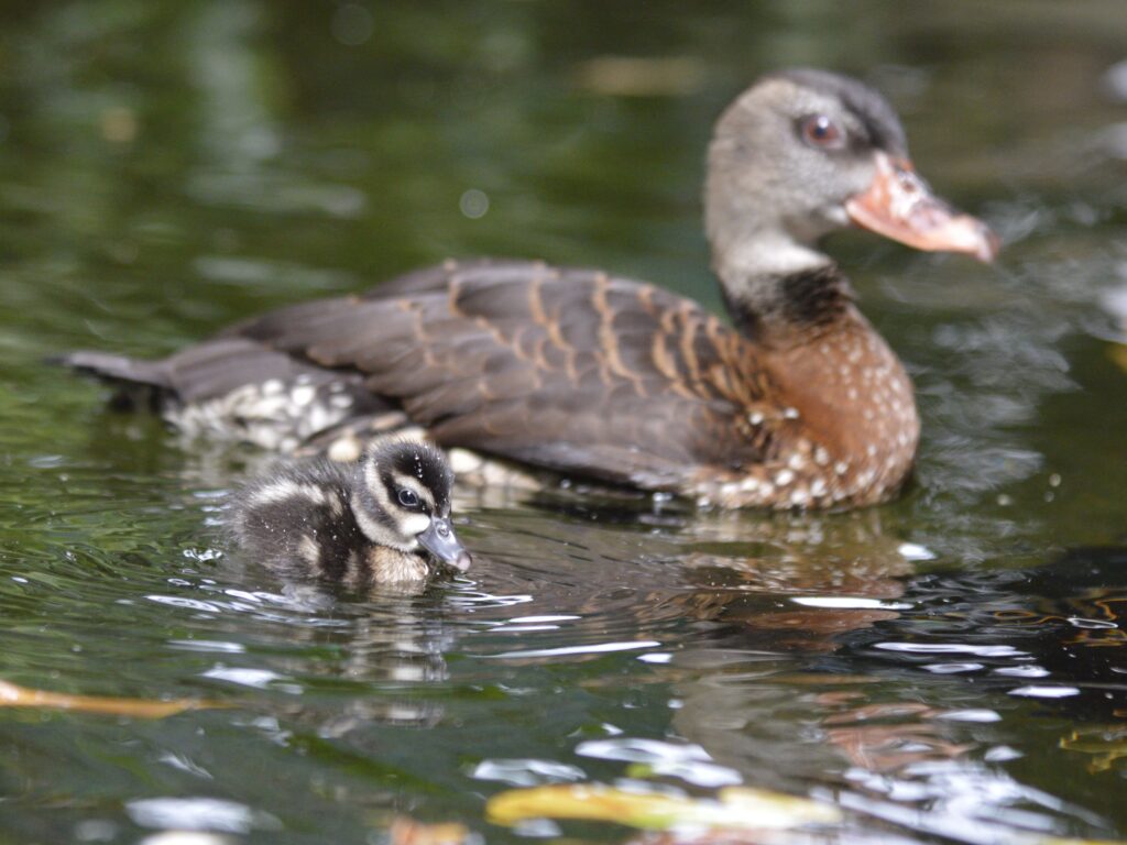 A duckling swimming next to its mother in a pond.