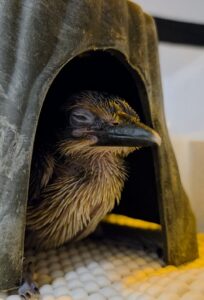 A juvenile Guam Kingfisher sleeping in a hut.